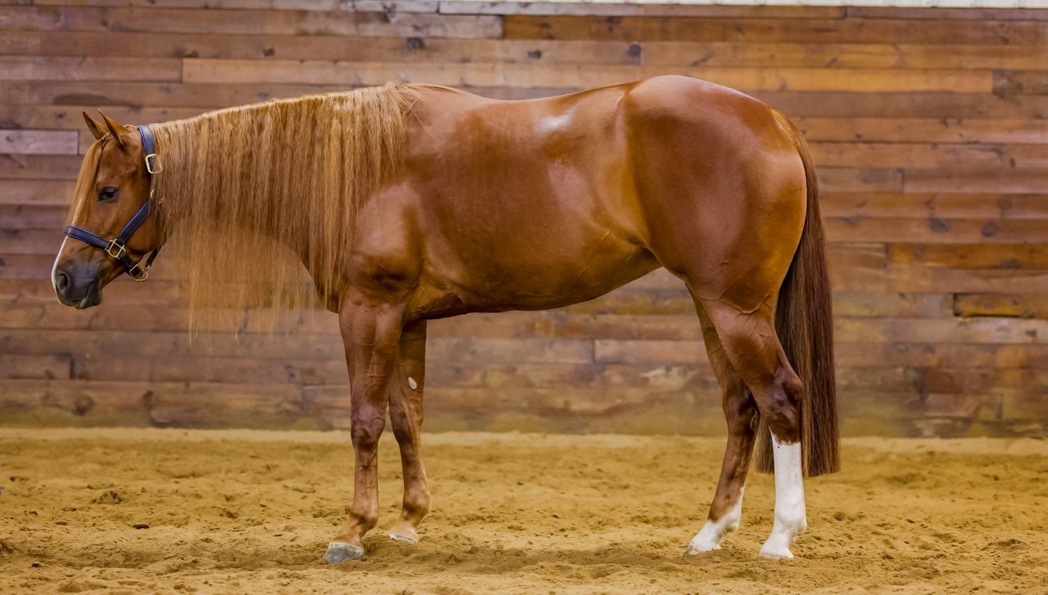 A chestnut horse with a flaxen mane stands in an indoor arena with wooden walls and sandy footing.