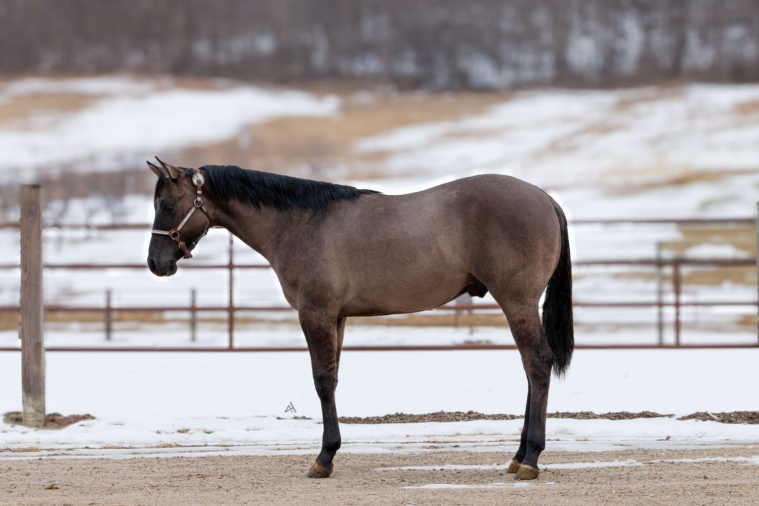 A dark bay horse stands in a snowy paddock wearing a halter, showcasing its muscular build against a winter landscape.
