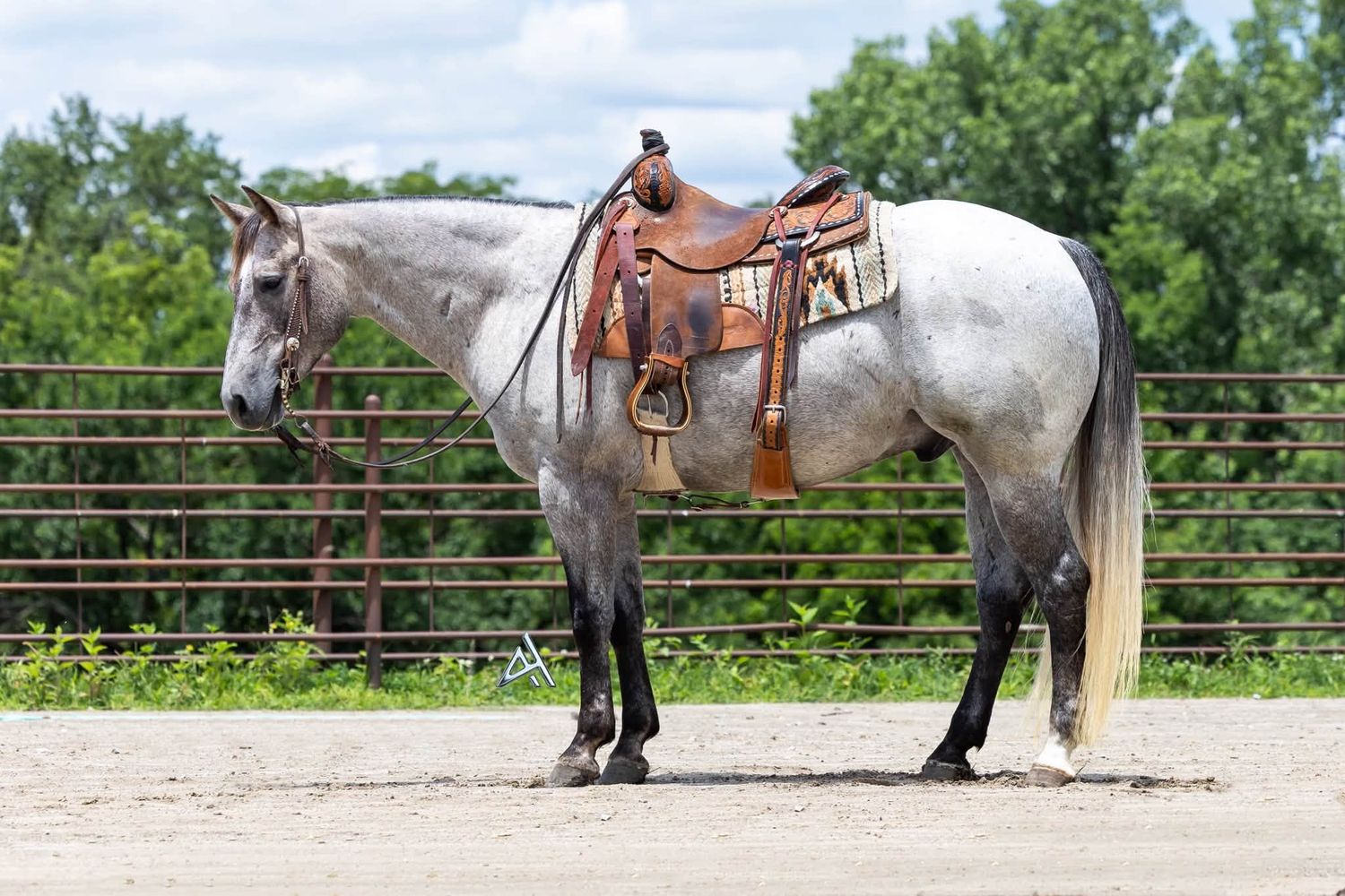 A dapple gray horse with a Western saddle stands calmly in a sandy arena surrounded by green trees.