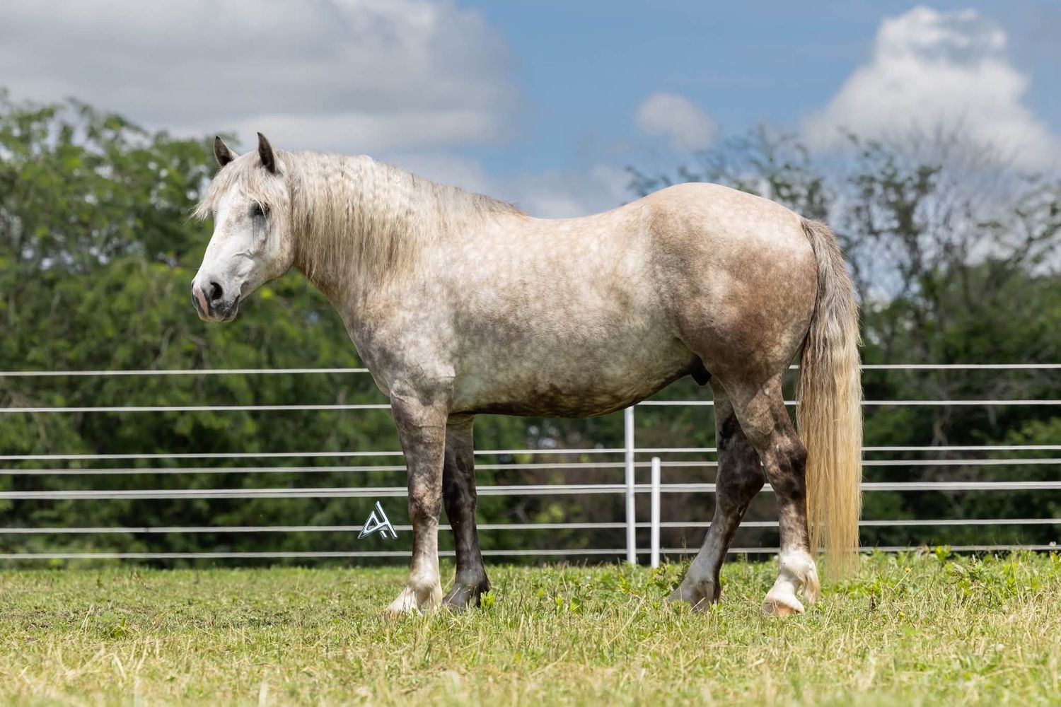 A dapple gray horse stands in a green pasture behind a metal fence with trees and blue sky in the background.