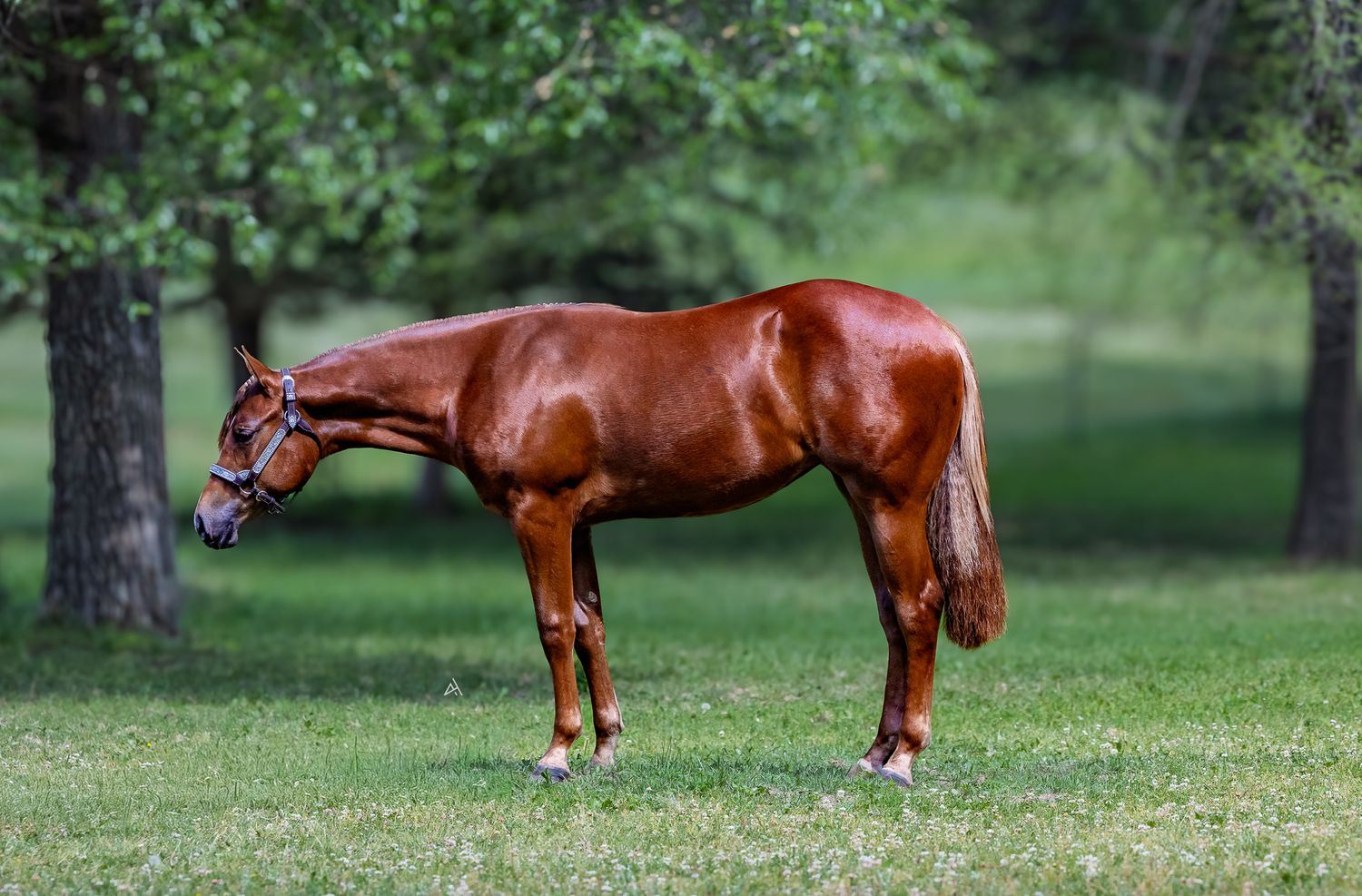 A chestnut horse stands gracefully on green grass surrounded by lush trees in a serene outdoor setting.