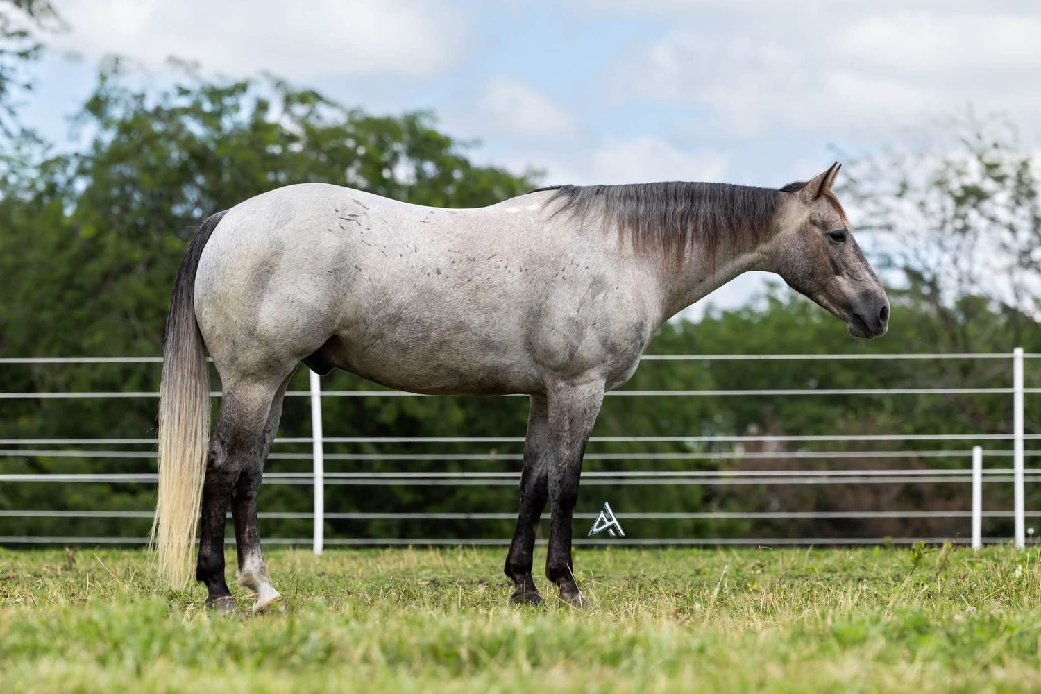 A gray roan horse stands calmly in a green paddock with white fencing and trees in the background.