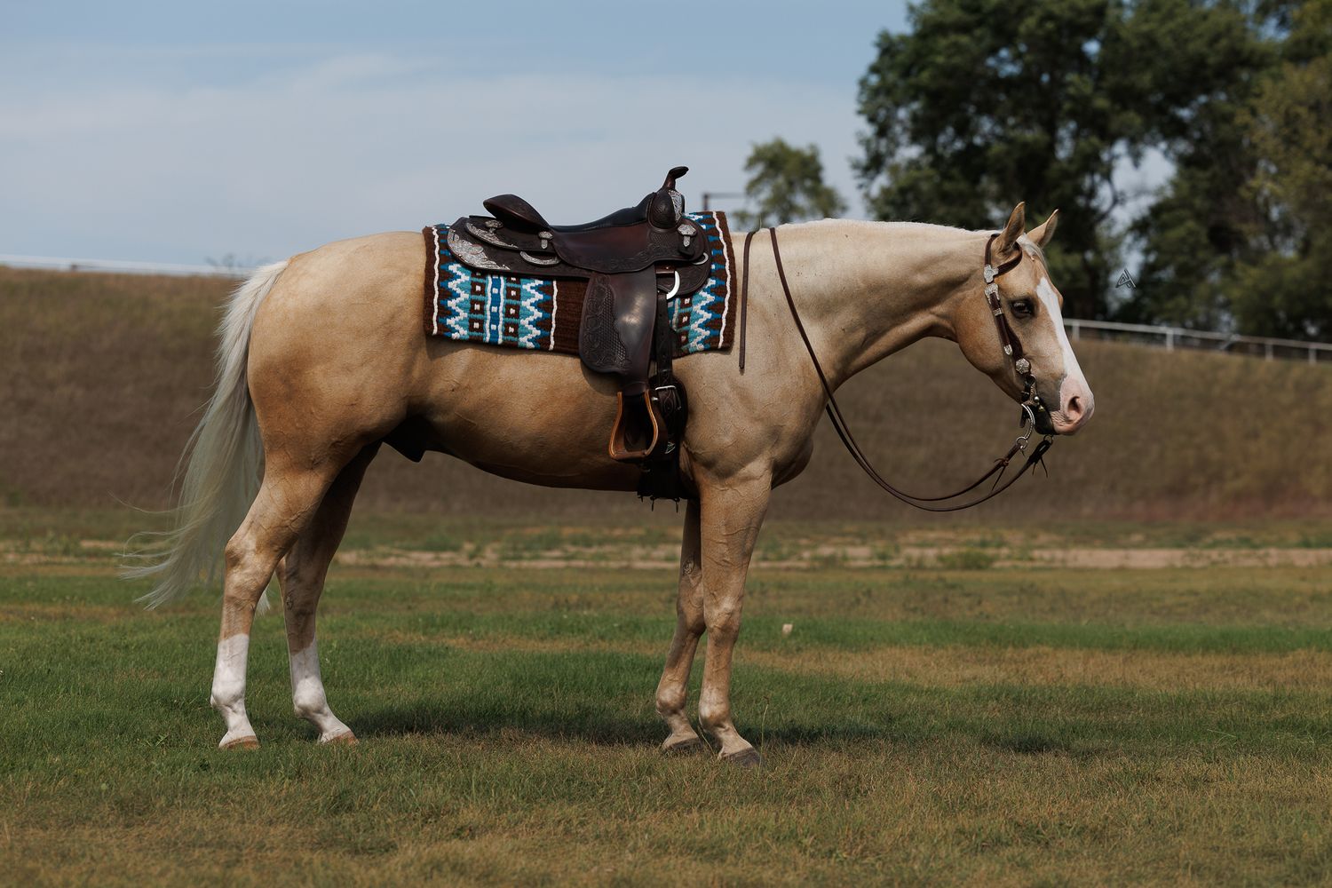 Palomino horse wearing a dark western saddle with turquoise blanket and bridle standing on green grass.