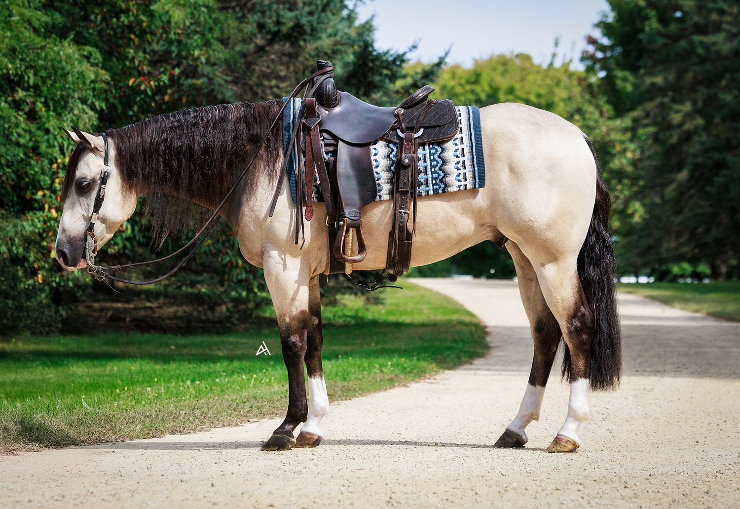 Buckskin horse with western saddle and bridle standing on a gravel path surrounded by lush green trees.