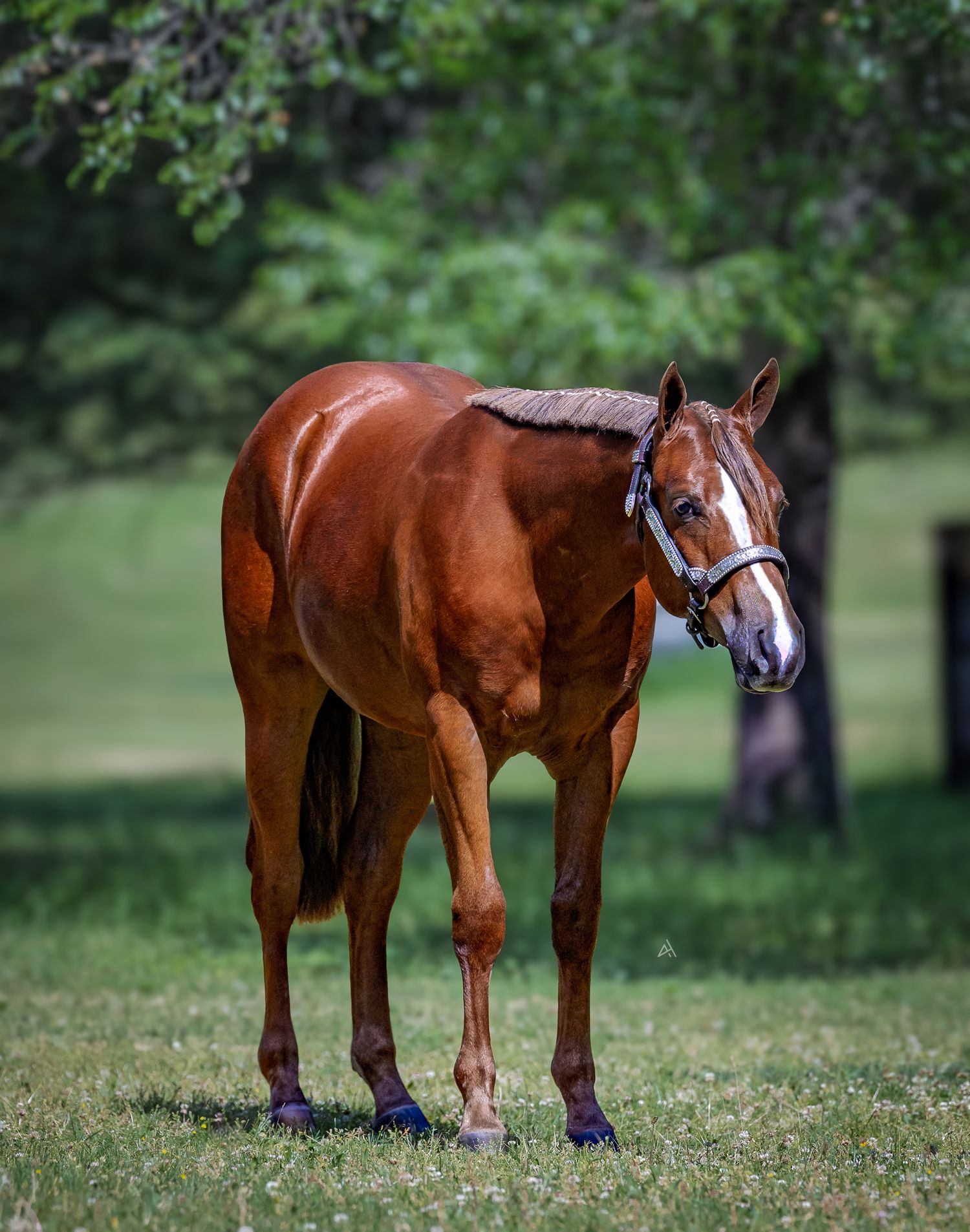 A glossy chestnut horse with a white blaze stands on green grass near shaded trees on a sunny day.