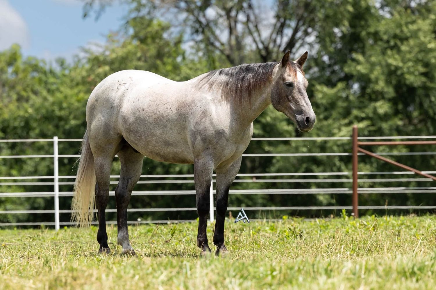 A gray horse stands in a green grassy paddock with white metal fencing and lush trees in the background.