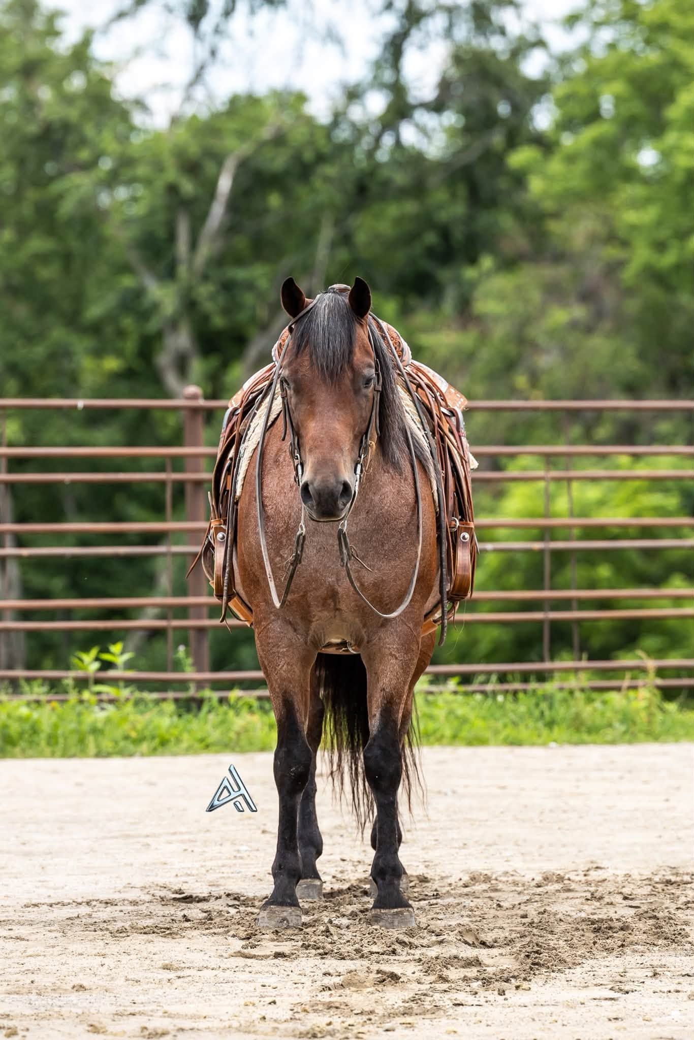 A saddled bay horse stands facing forward in a sandy arena with green trees and a red metal fence in the background.