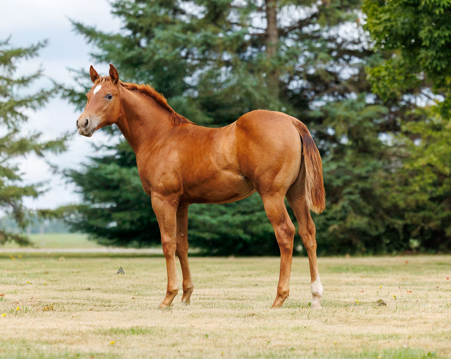 A chestnut foal stands alert in a grassy field with tall evergreen trees in the background.