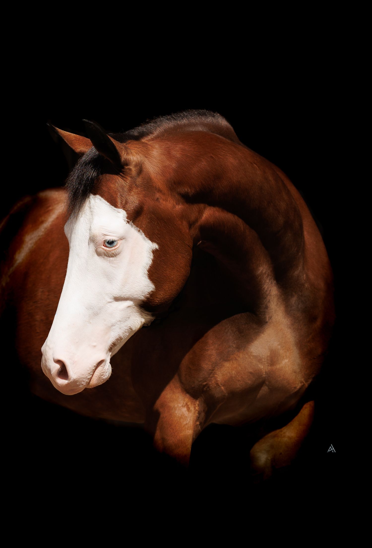 A chestnut horse with a white blaze poses gracefully against a black background, its neck curved elegantly.