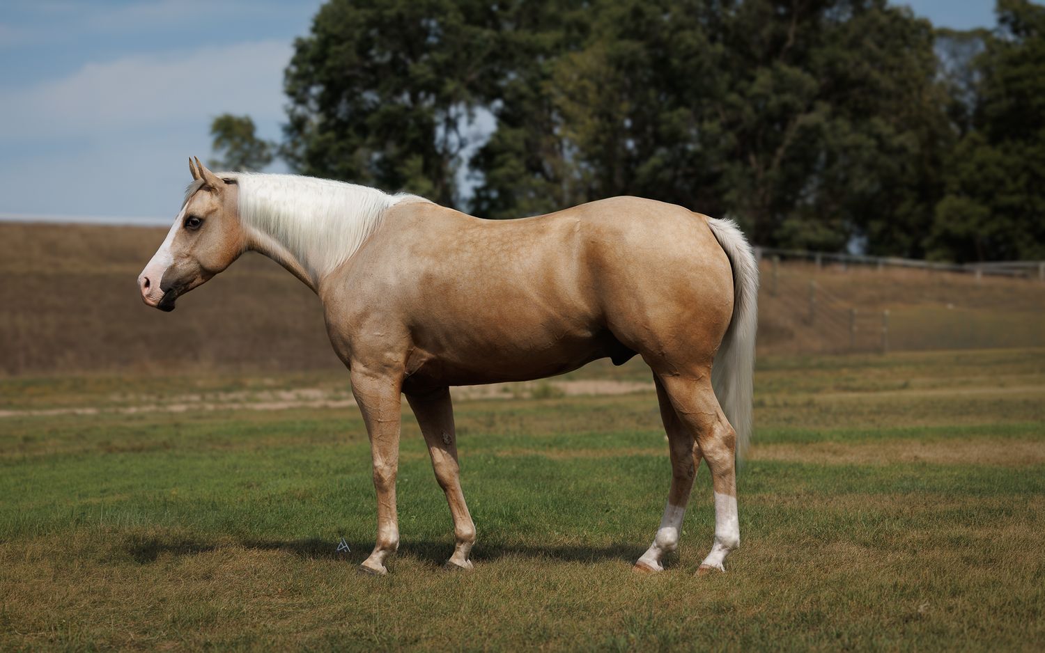 A palomino horse with a white mane stands gracefully on a green pasture with trees in the background.