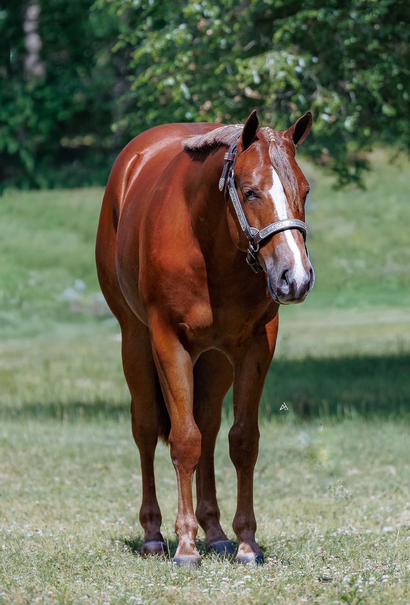 A chestnut brown horse with a white blaze wearing a halter stands on green grass with trees in background.