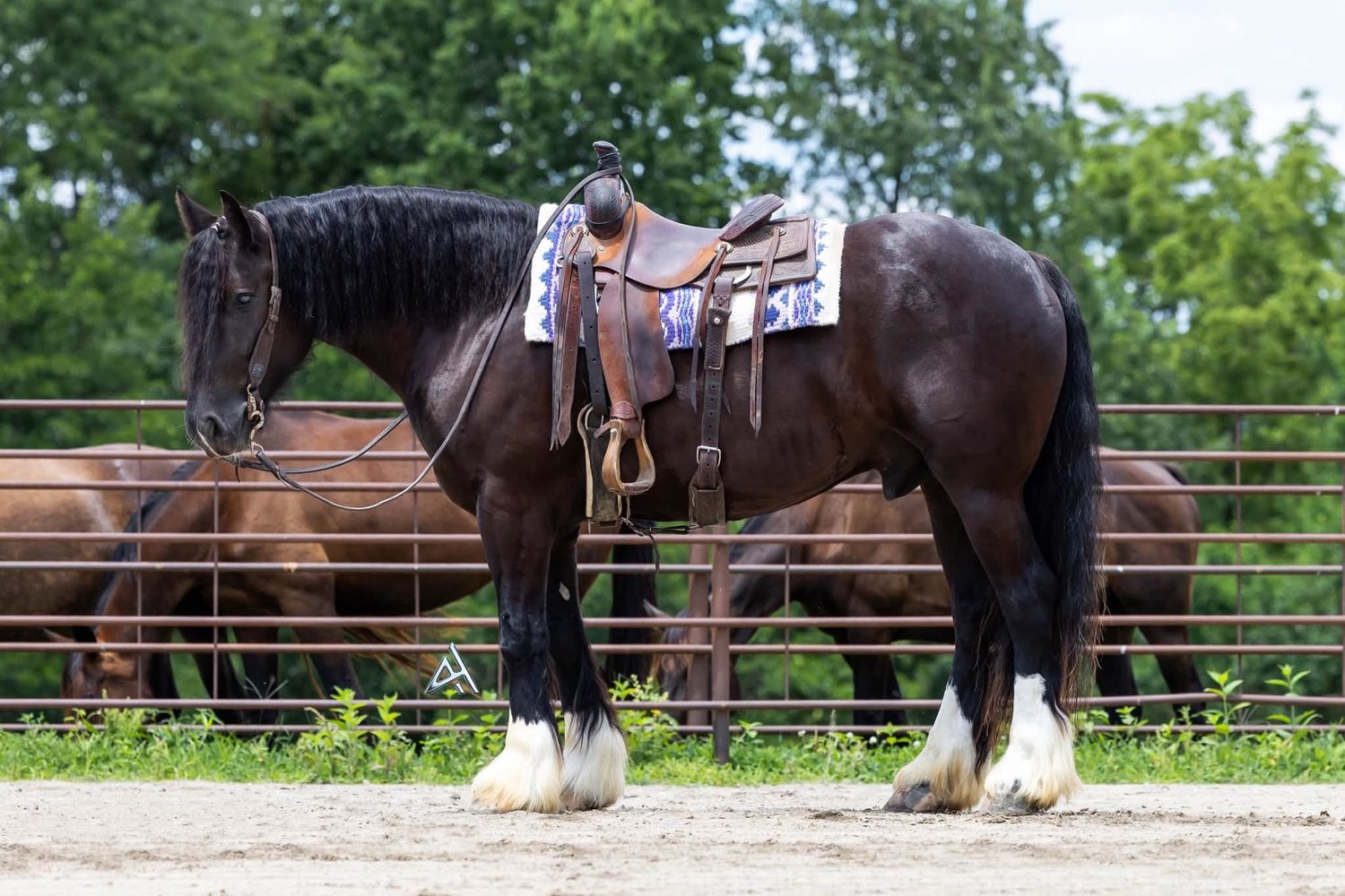 A dark bay draft horse with white stockings stands saddled in a sandy paddock with a chestnut horse visible behind.
