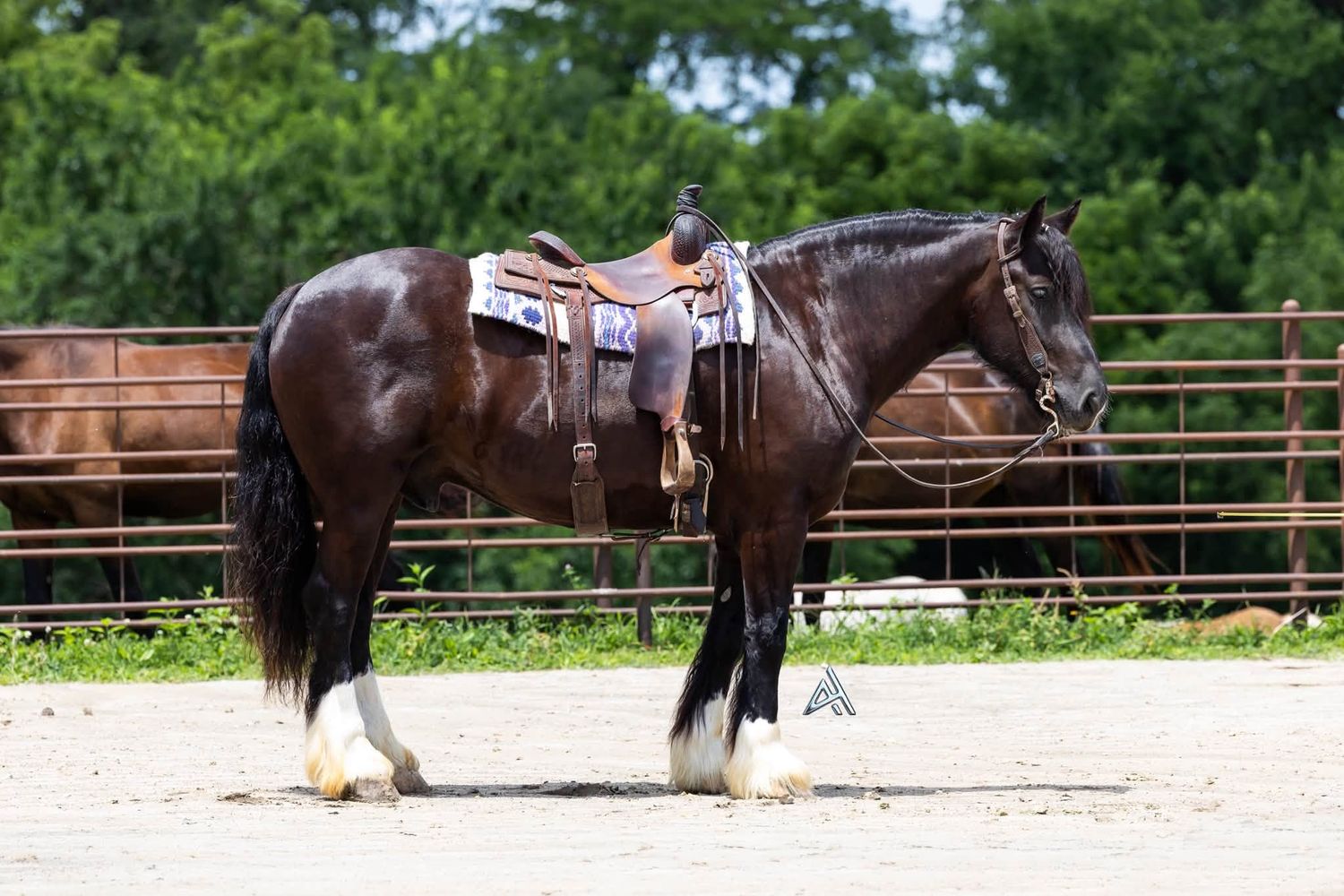 Dark brown horse with white markings wearing a western saddle standing in a sandy arena with wooden fence.