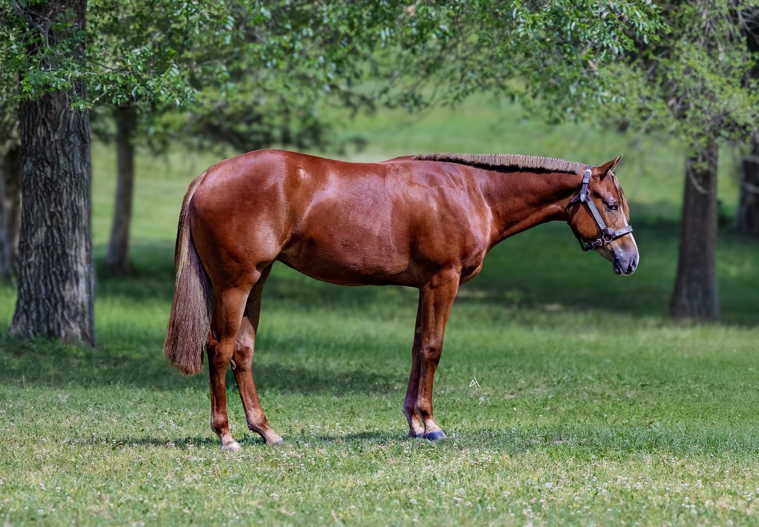 A chestnut horse stands gracefully on green grass beneath shaded trees, showcasing its sleek coat and elegant build.