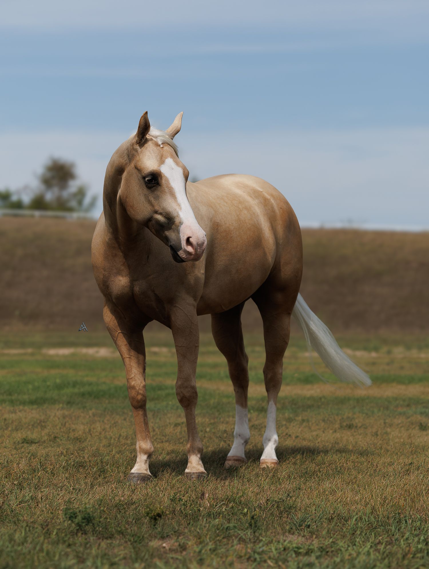 Beautiful palomino horse with white blaze and socks standing freely in a grassy field under blue sky.