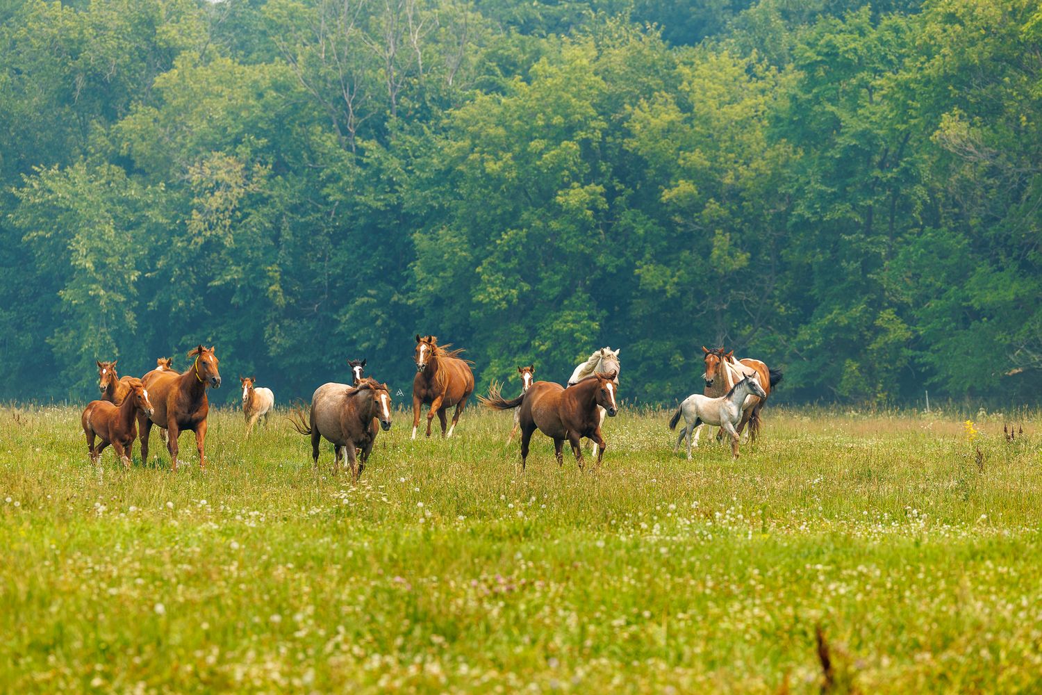 A herd of brown and white horses galloping freely across a lush green meadow with dense trees in the background.