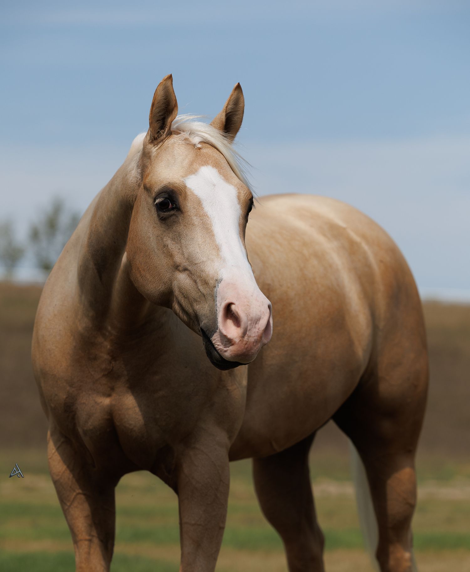 A golden palomino horse with a white blaze stands in an open field under a clear blue sky.