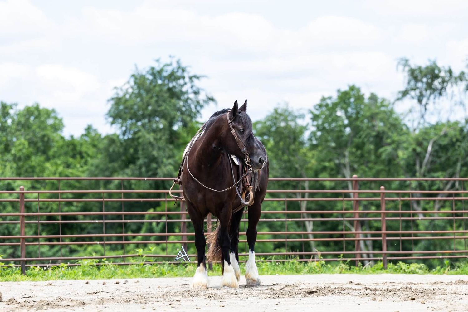 A dark bay horse with white markings stands in a sandy round pen with red metal fencing and green trees in background.