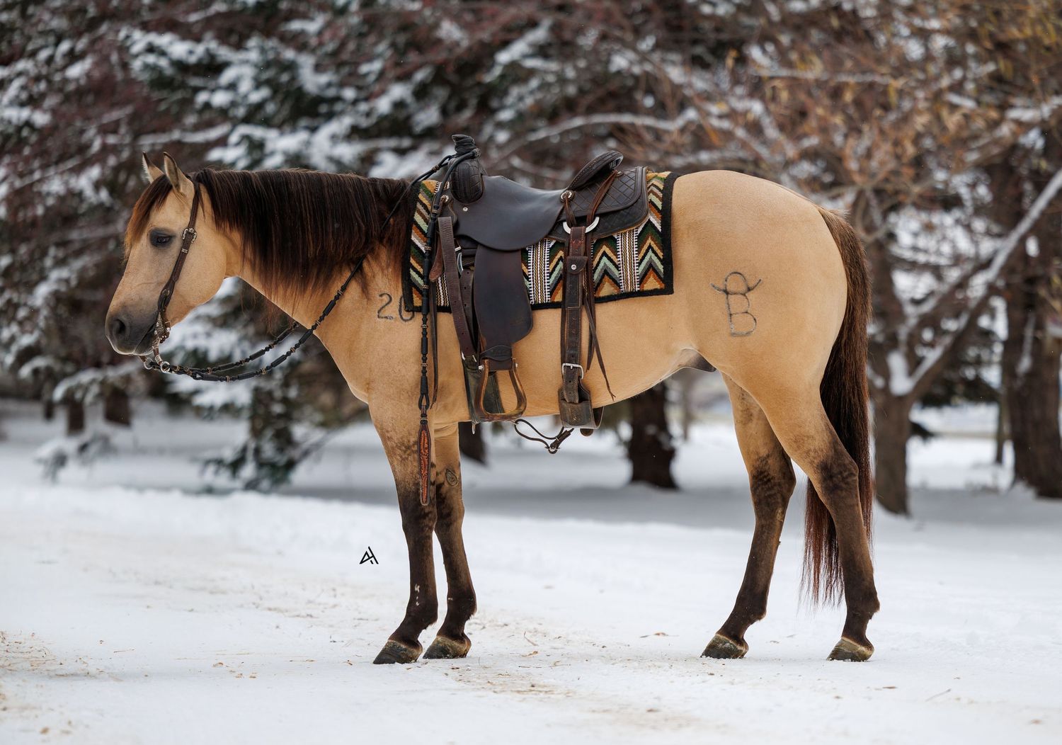 Buckskin horse with Western saddle and bridle standing in snow with evergreen trees in background.