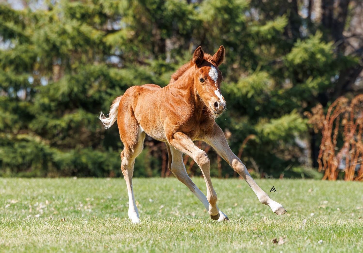 A young chestnut foal with white markings runs playfully across a green grassy field with trees in the background.