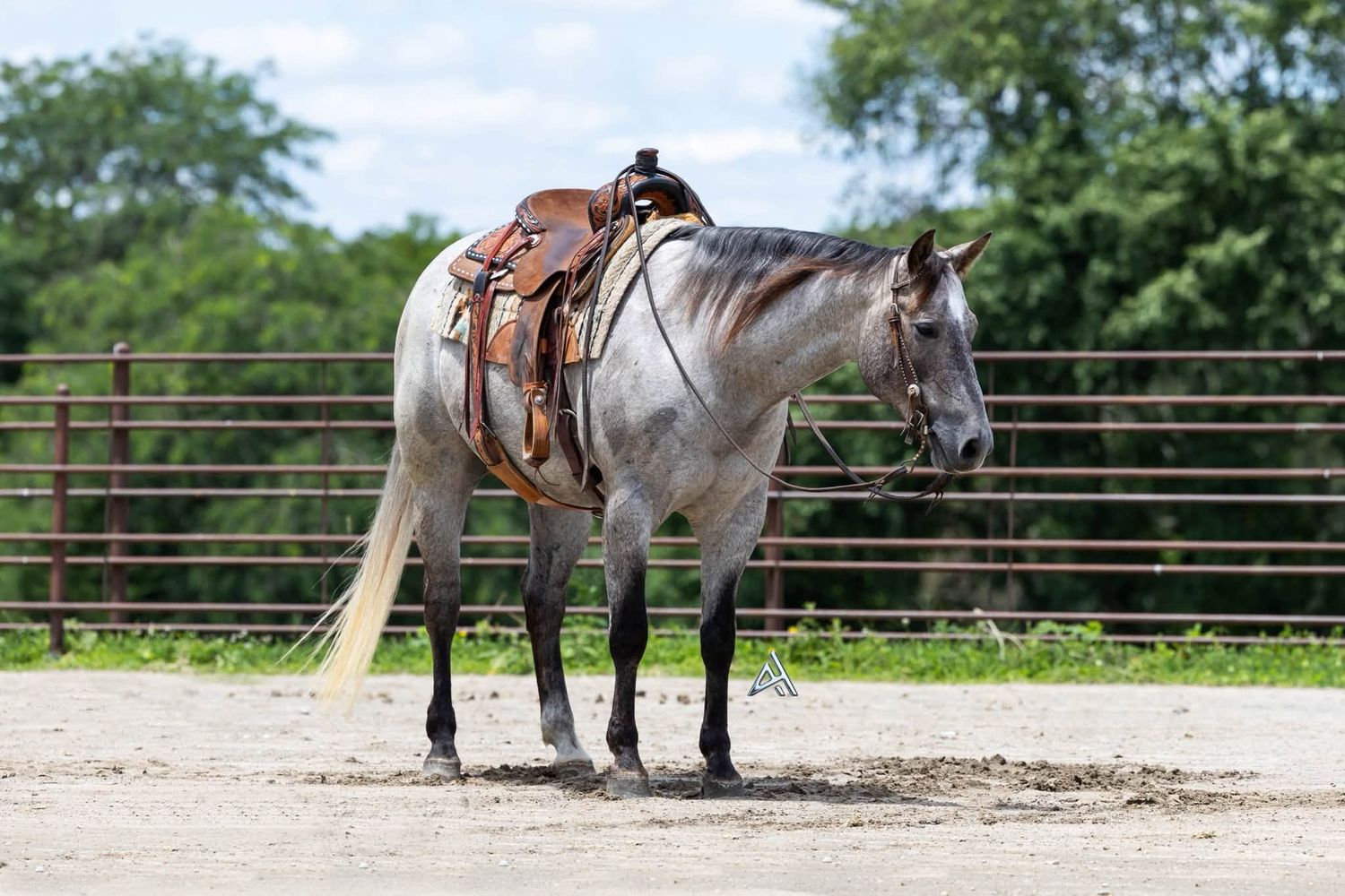 A dapple gray horse with a western saddle stands in a sandy round pen with green trees behind.