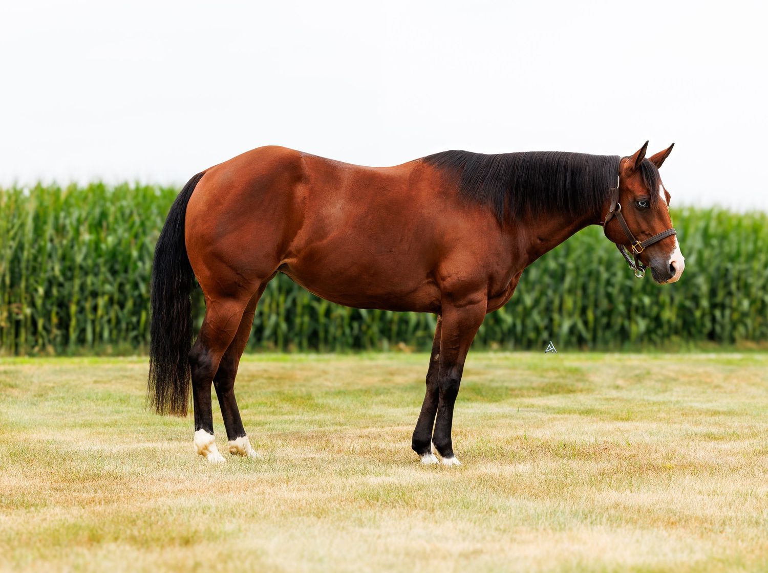 A bay horse with black mane and tail stands in a grassy field with tall green corn stalks in the background.