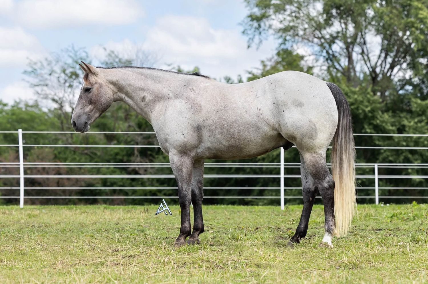 A dapple gray horse stands in a green pasture with a white fence and trees in the background.