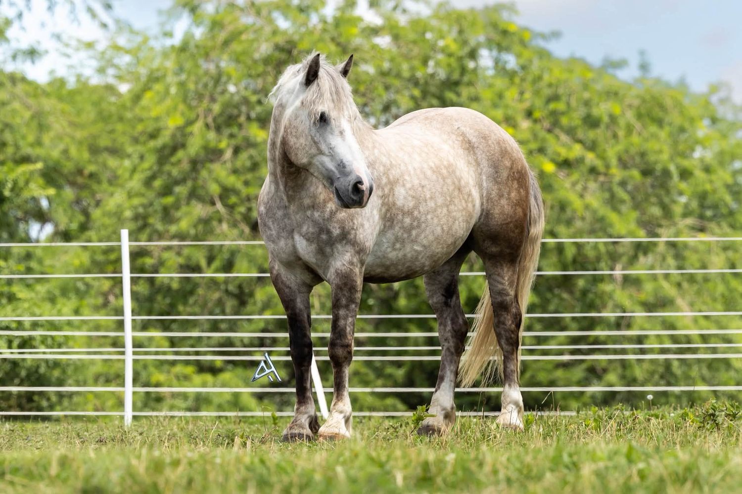 A dapple gray horse stands in a green paddock enclosed by white fencing with lush trees in the background.