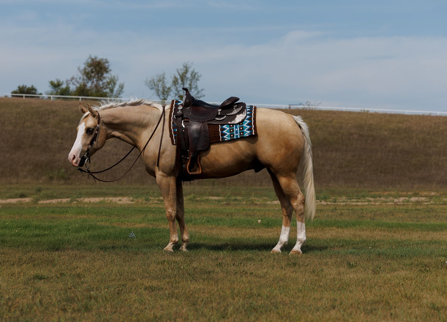 A palomino horse with a turquoise saddle pad and western saddle stands in a green grassy field under a blue sky.