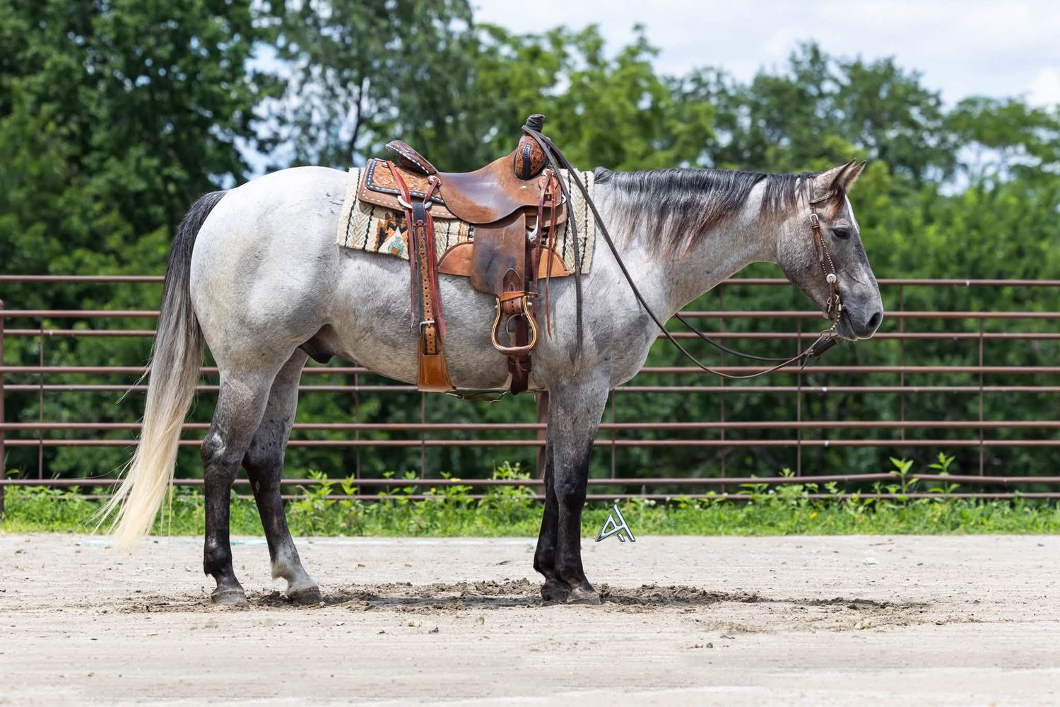 Dapple gray horse with a western saddle and bridle standing in a sandy arena with green trees behind.