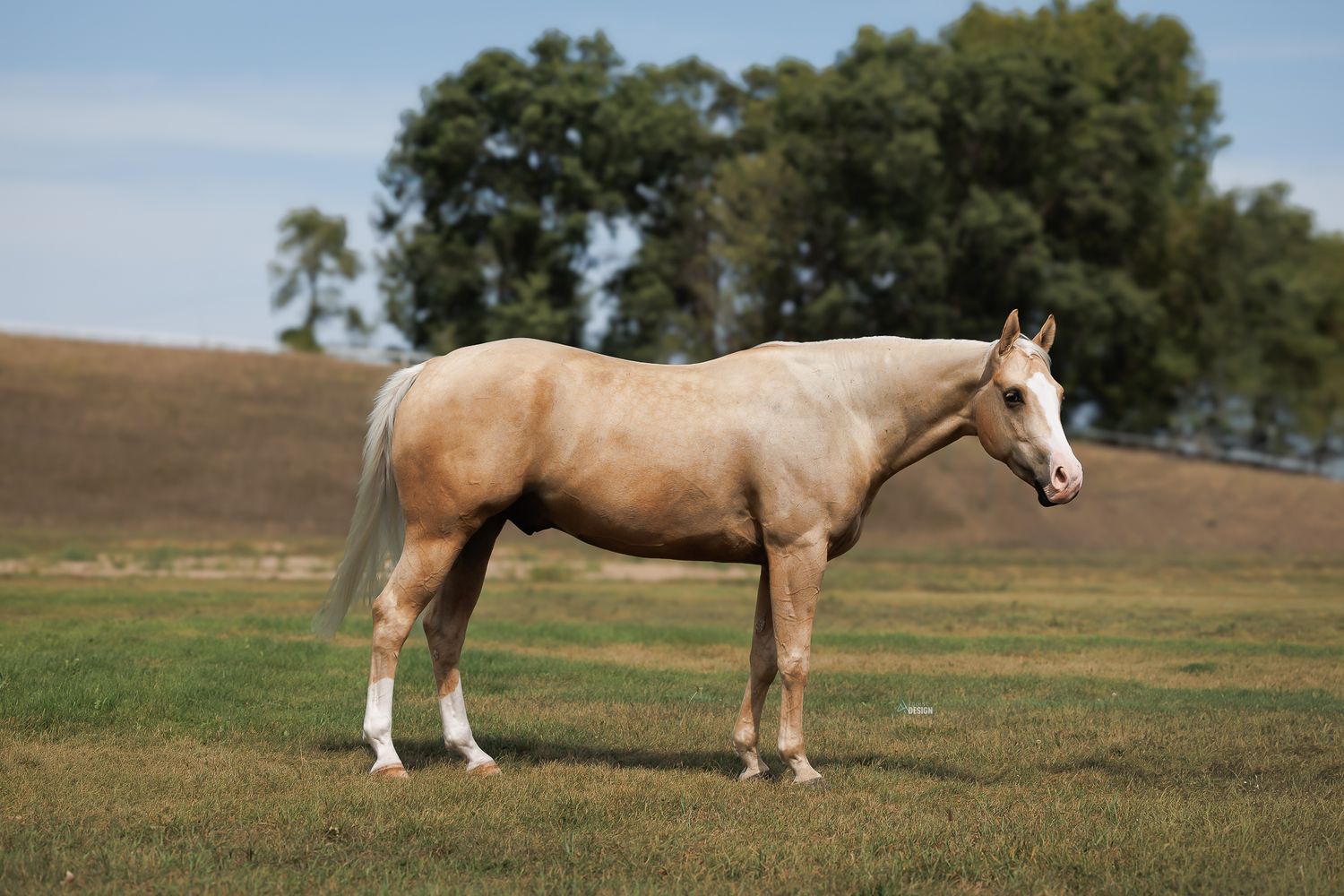 A palomino horse stands gracefully in a green pasture with trees in the background on a clear day.
