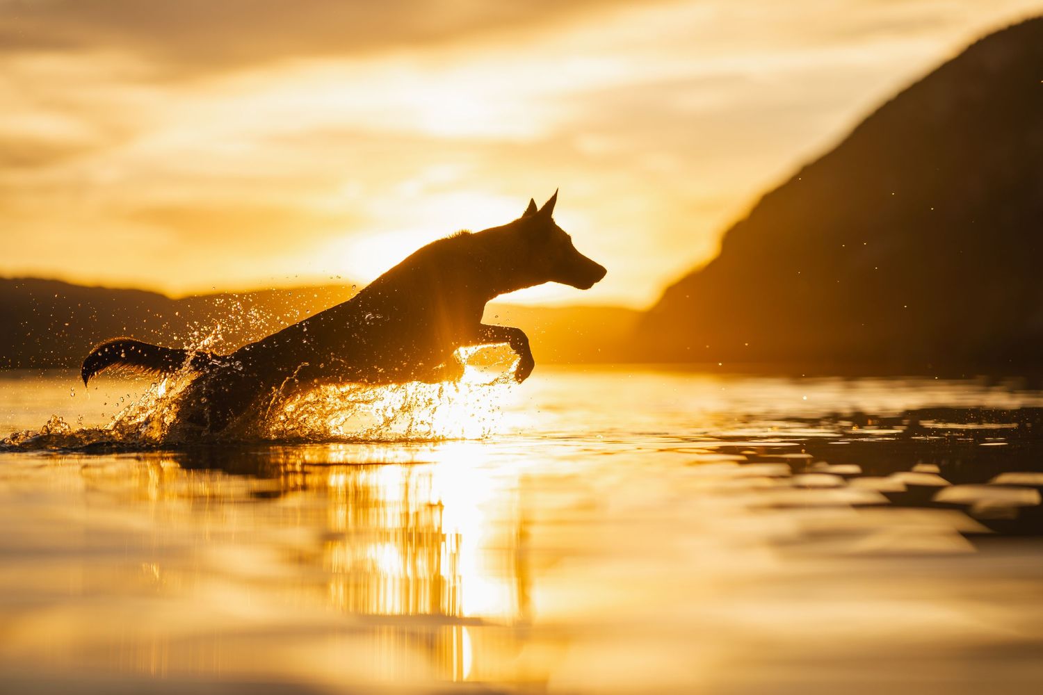 Berger belge malinois courant dans un lac lors d'une séance photo animalière à Lyon