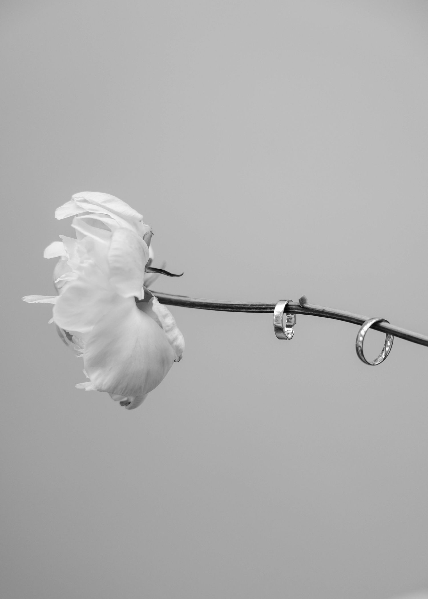 A flower with two wedding rings balancing on the stem, captured by EvieSJPhotography.