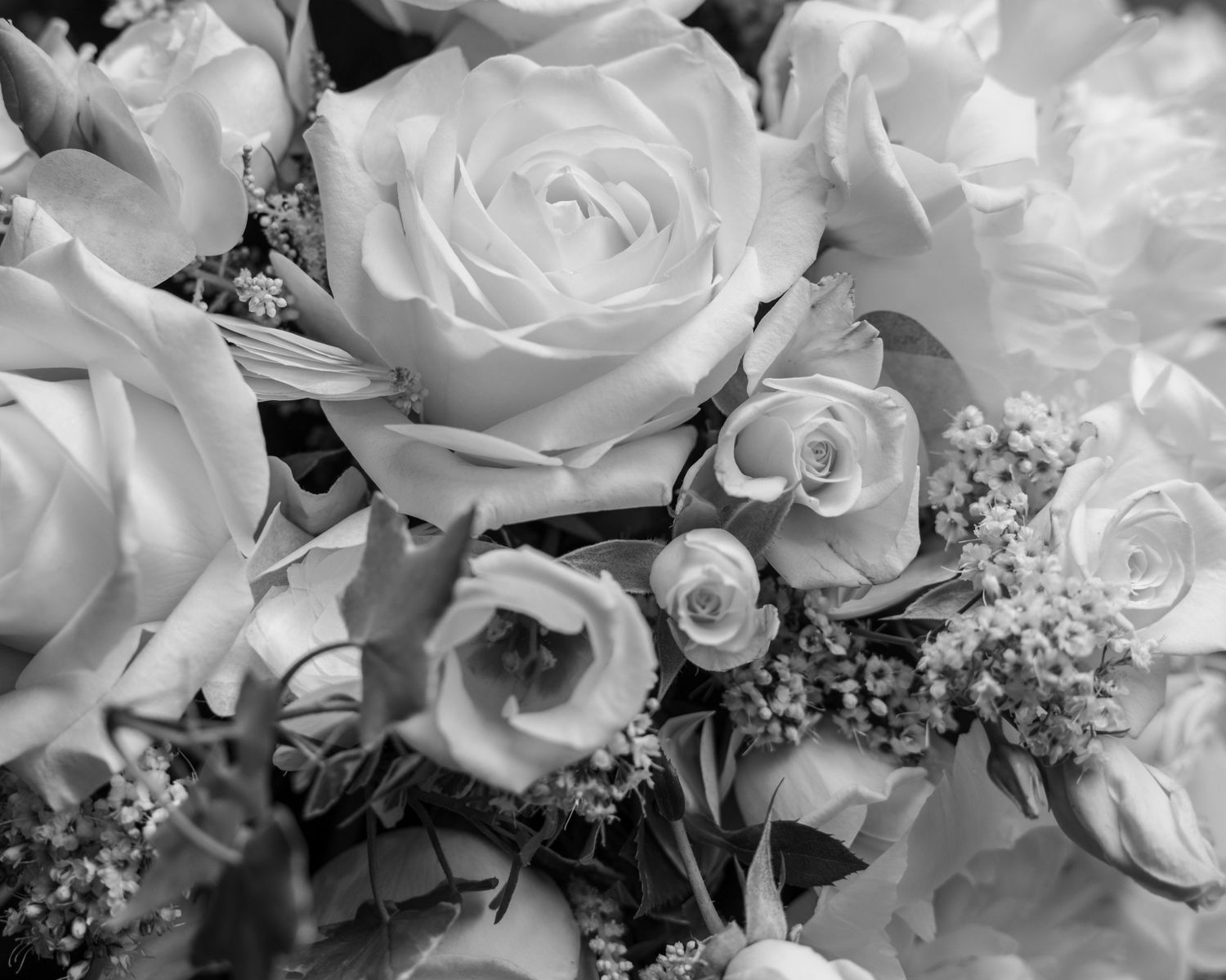 Close-up of white roses and delicate foliage in the bride's wedding bouquet.