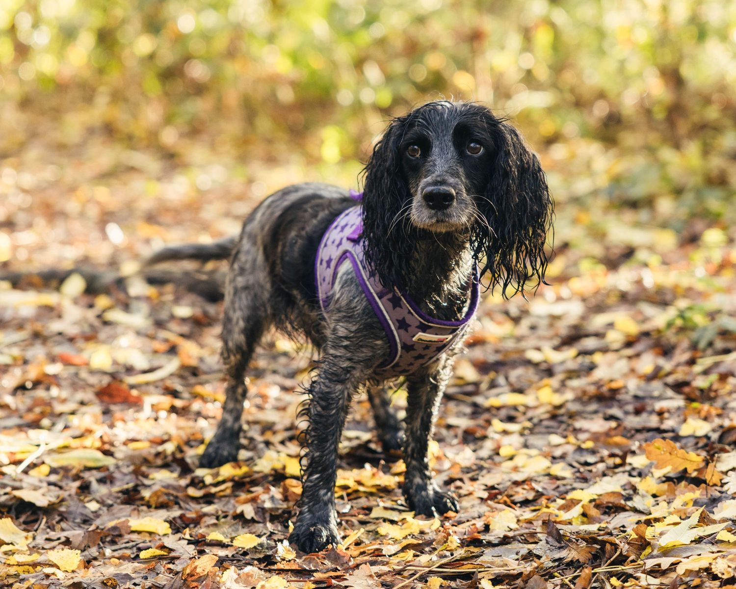 Autumn photoshoot of a dog on her favourite walk in Worcestershire by EvieSJPhotography.