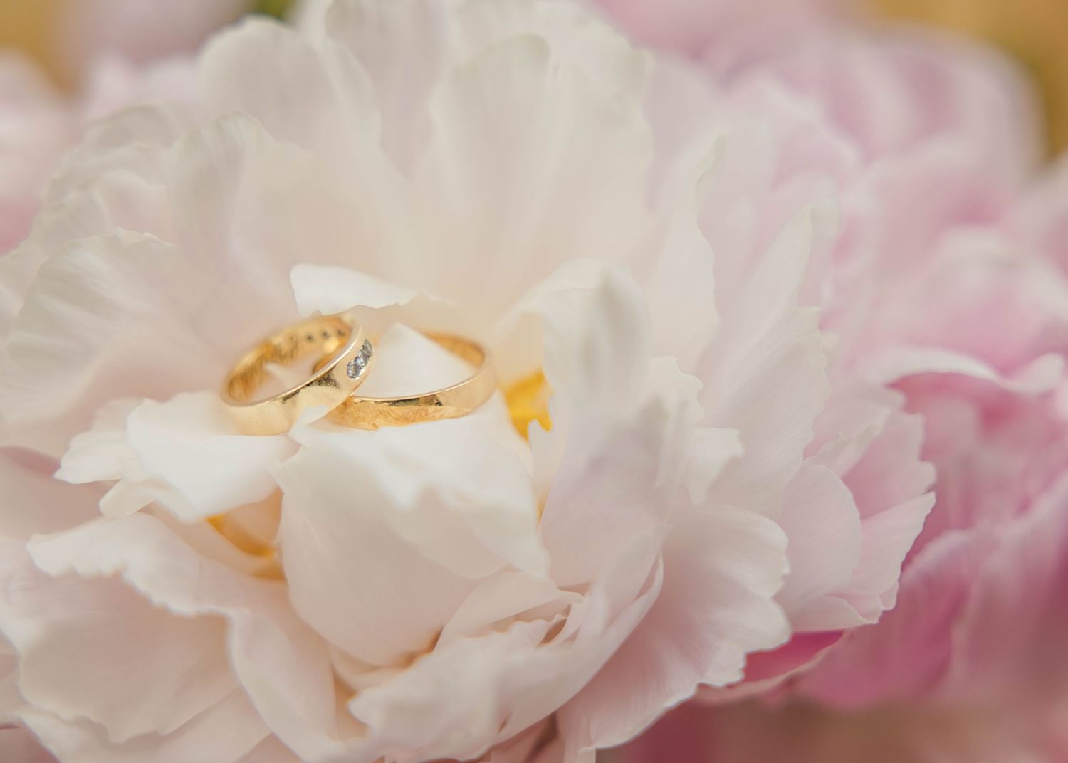 Two wedding rings balanced inside a pink flower, captured by EvieSJPhotography.
