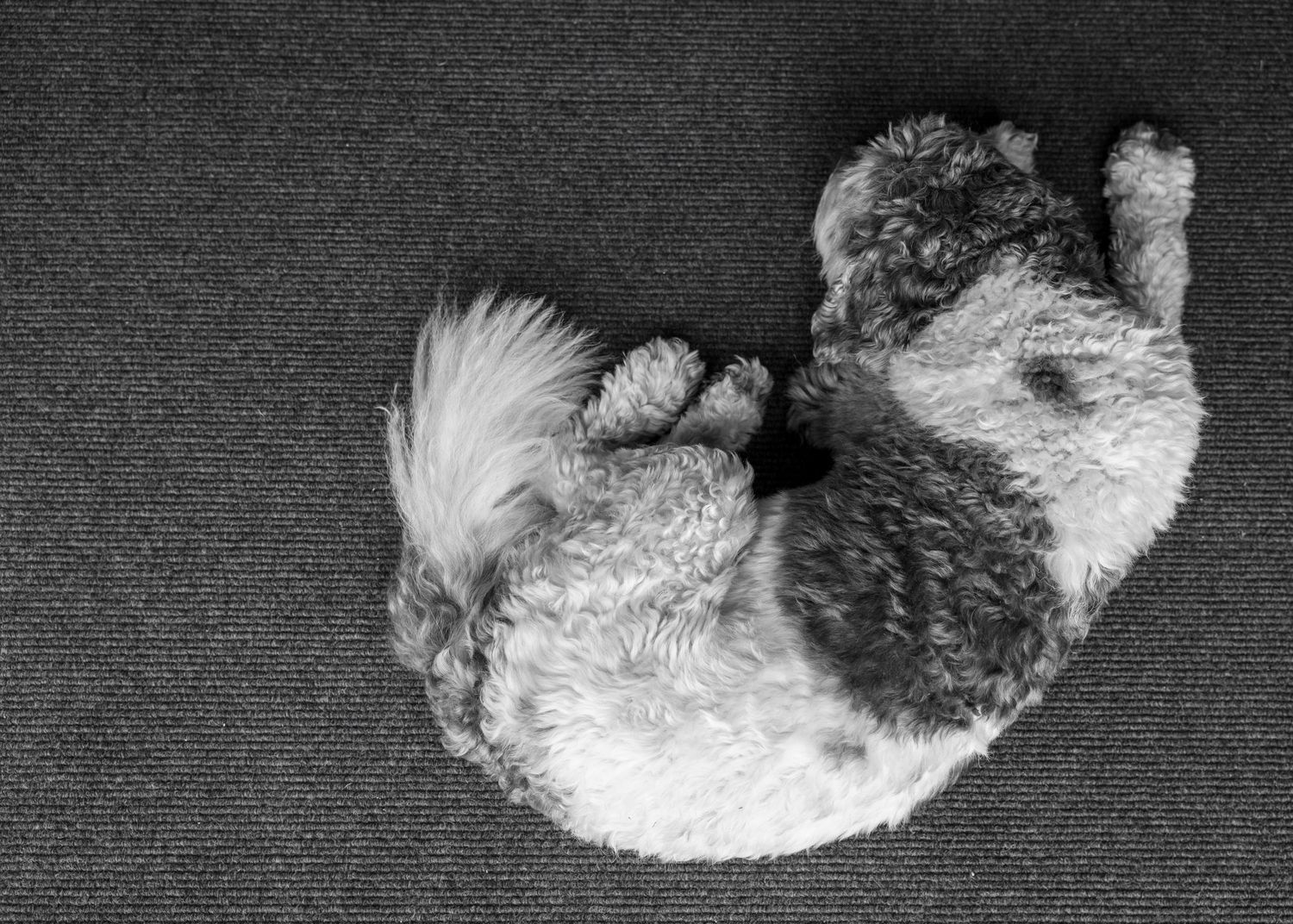 Milo taking a nap before a big wedding day at Rock Village Hall in Worcestershire.