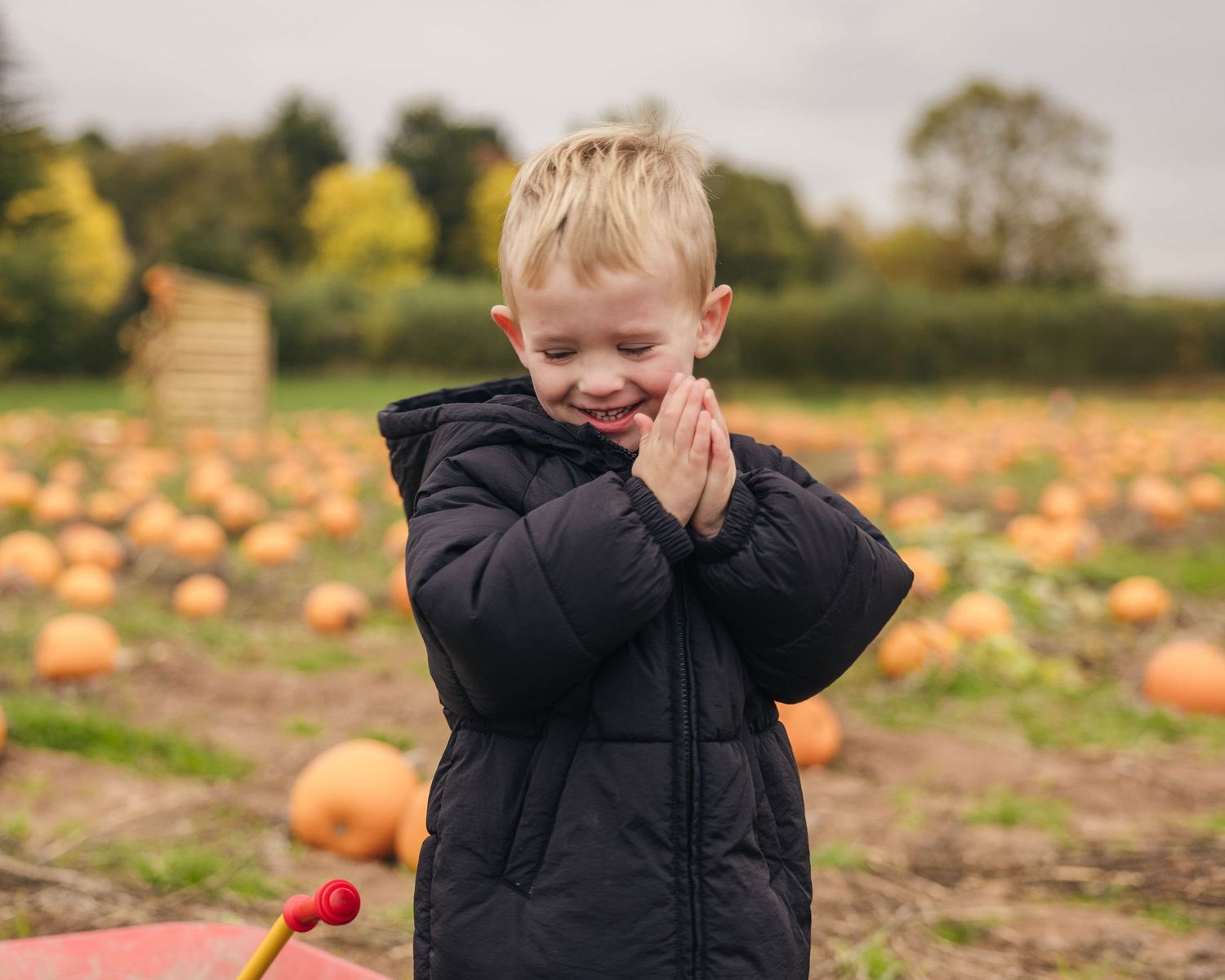 Toddler enjoying the pumpkin patch during an autumnal photoshoot captured by EvieSJPhotography.