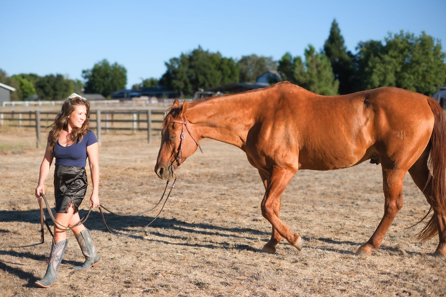 A sequence of images showing a horse lying down in a dusty field while being attended to by someone.