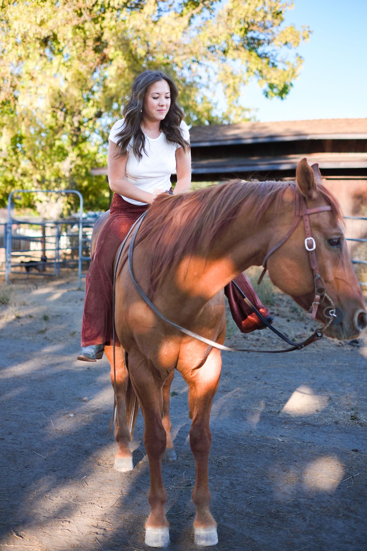 A bay horse stands in a paddock while being groomed and handled on a sunny autumn day.