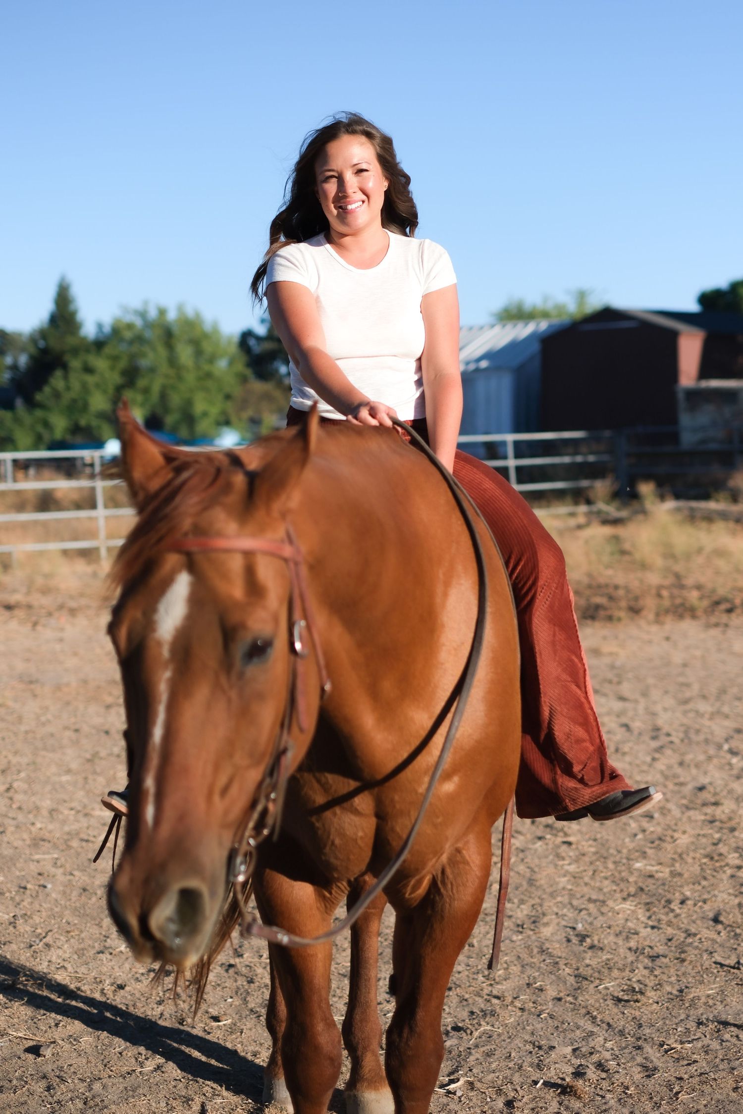 A brown horse stands in a sunny paddock with farm buildings visible in the background.