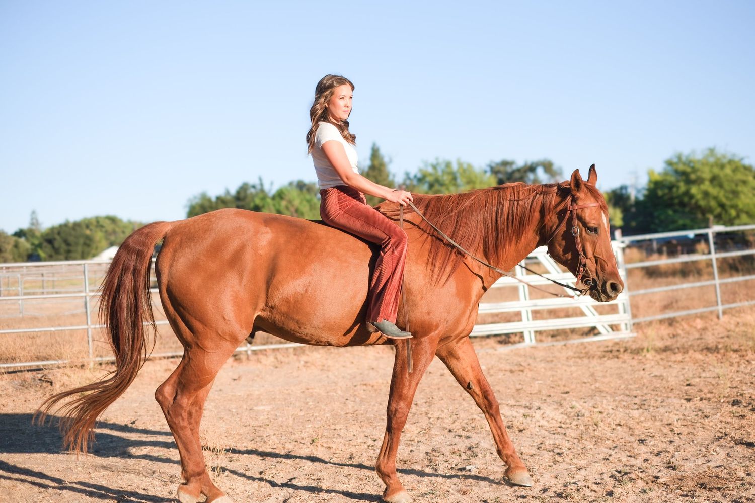 A chestnut horse performs a graceful bow in a sandy arena with fencing visible in the background.