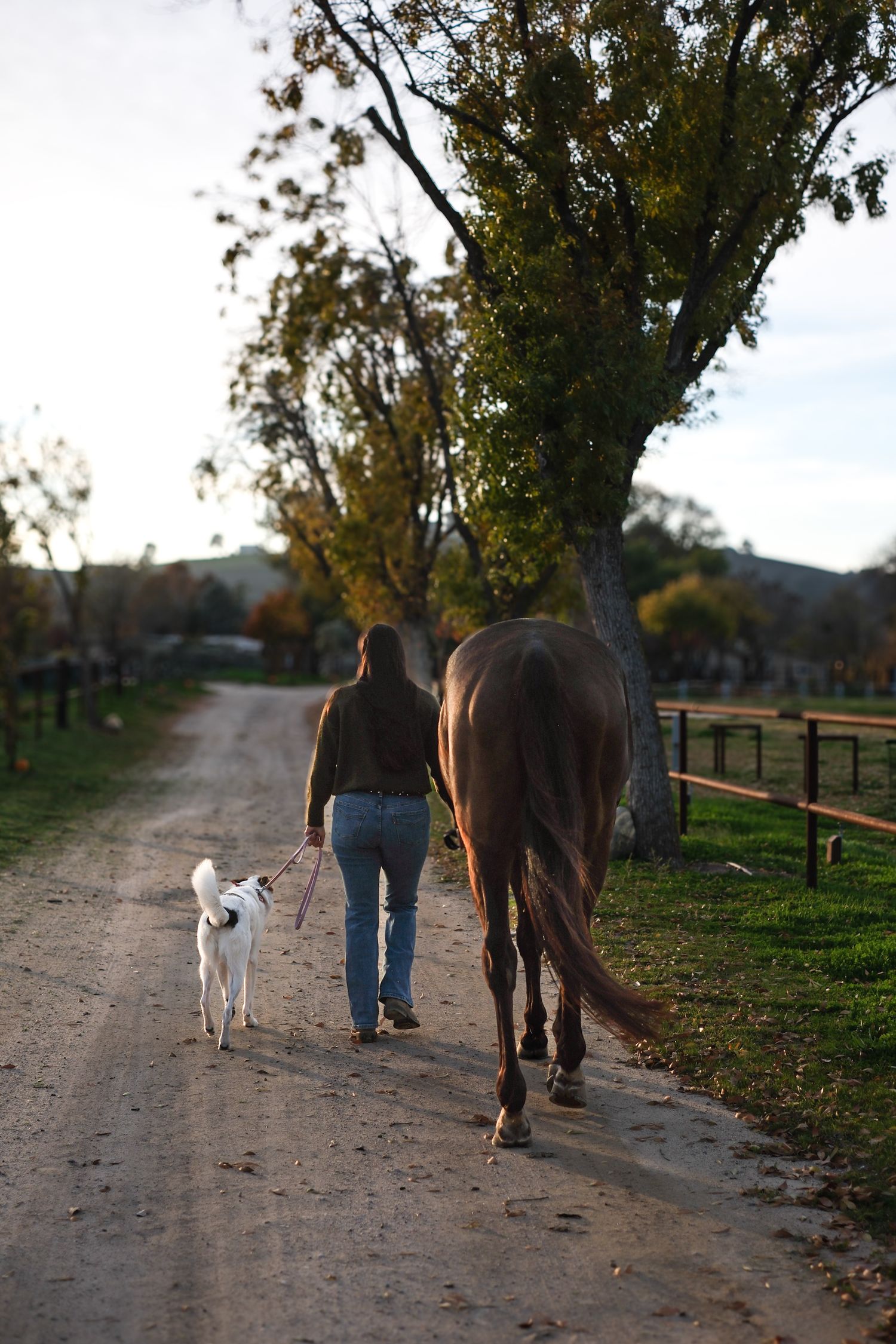 A peaceful walk down a tree-lined country path with a horse and white dog enjoying the autumn scenery.
