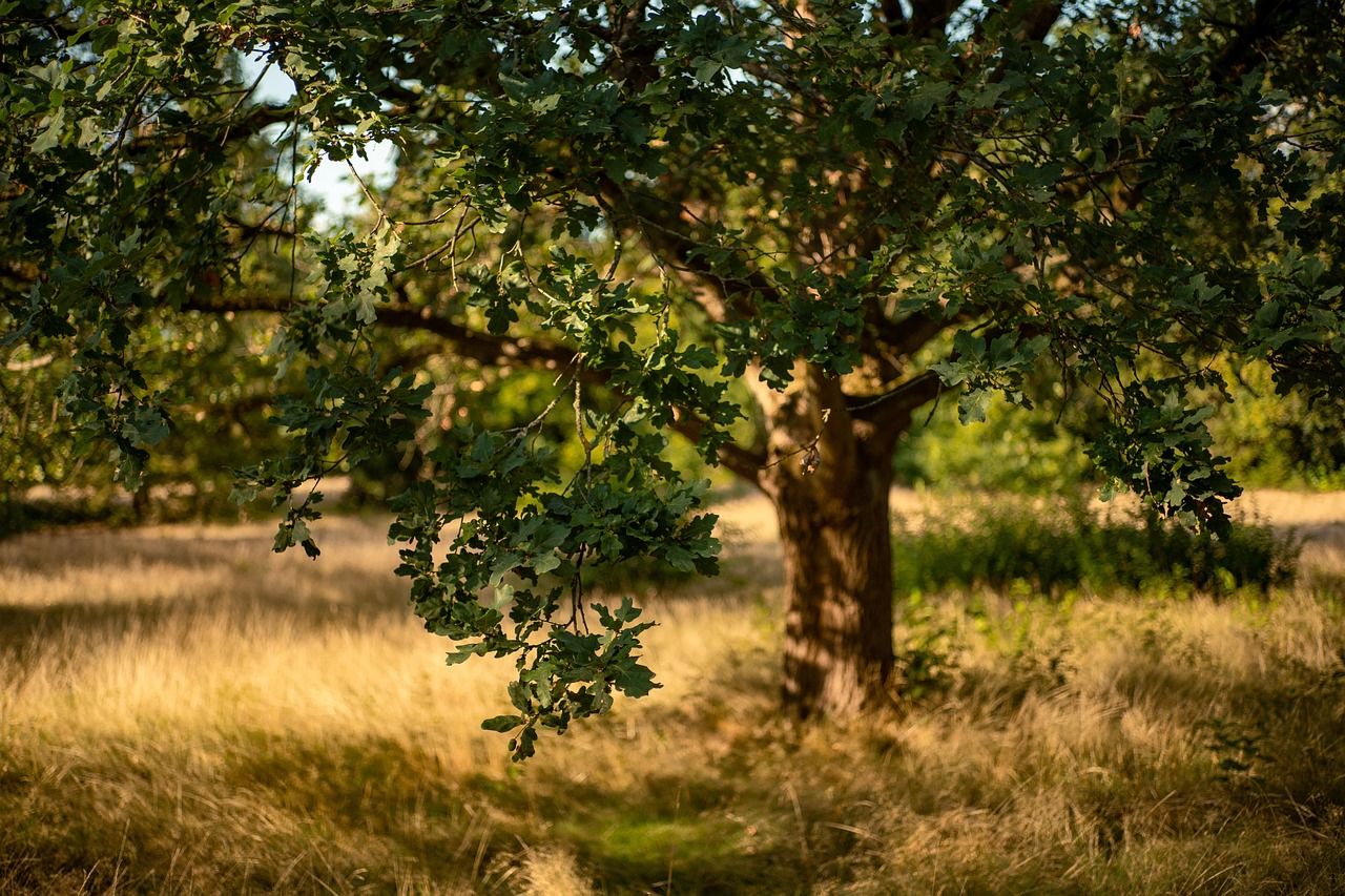A scenic panoramic view of oak trees in a golden meadow with dappled sunlight filtering through branches.