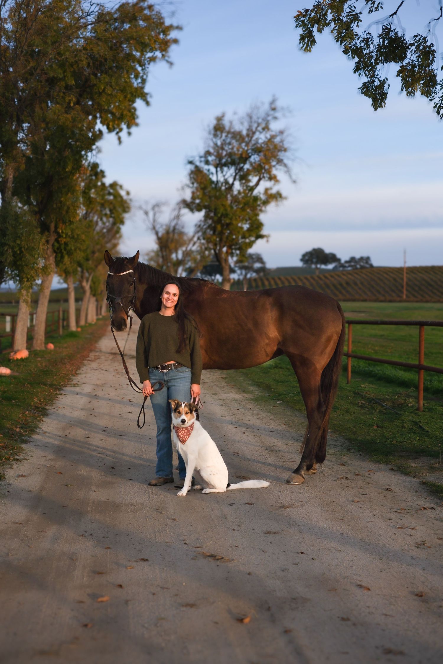 A rural dirt road lined with trees featuring a brown horse and white dog on a sunny afternoon.