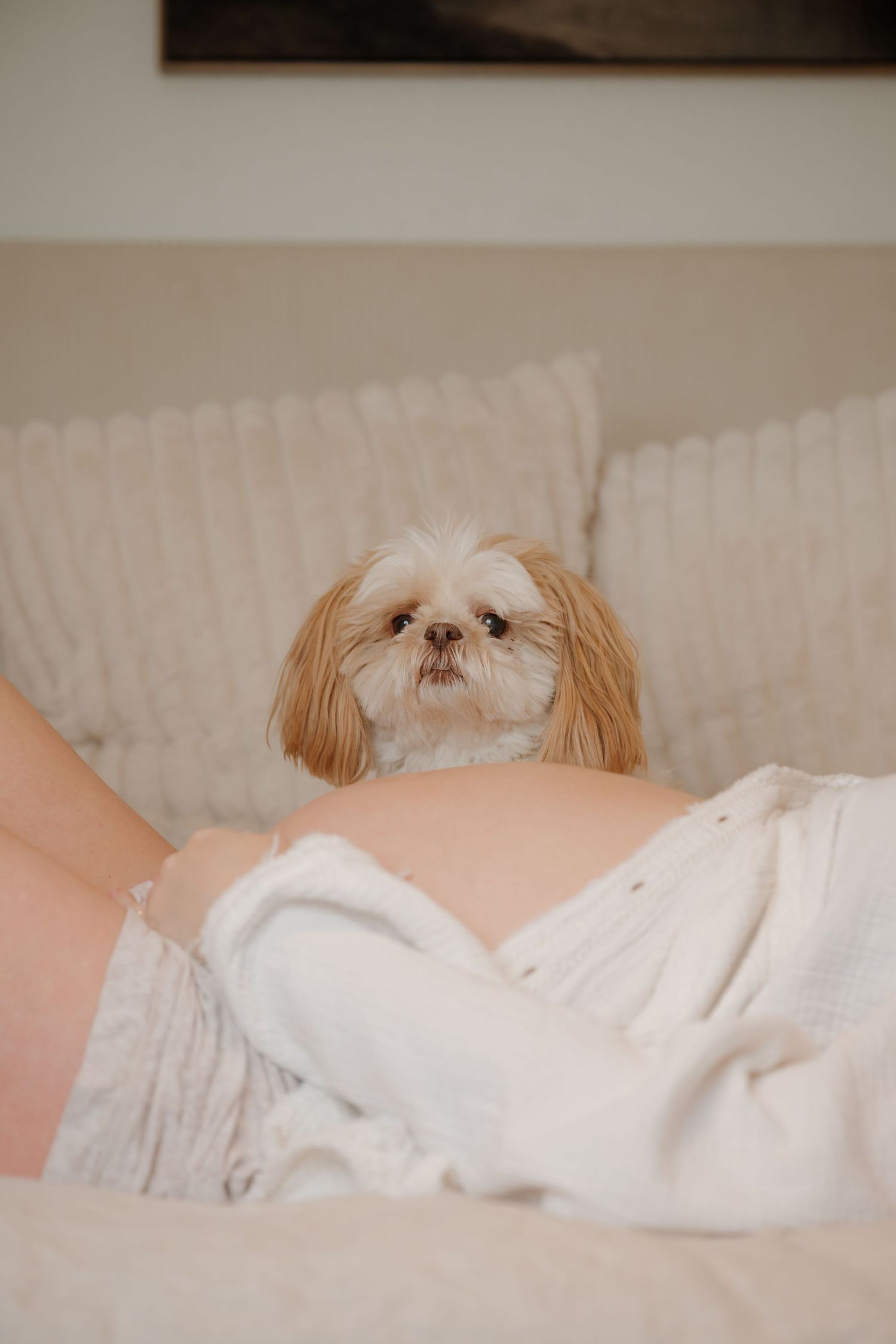 Small fluffy white dog peeks out from white bedding.
