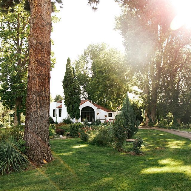 Sunlit backyard garden scene with tall pine trees, green grass, and white buildings visible in the background.