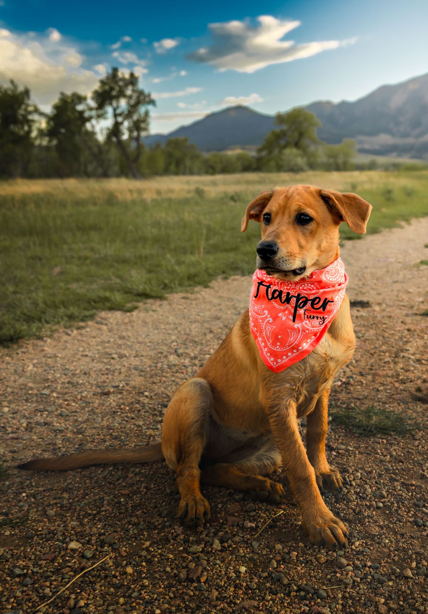 A golden dog named Harper sits on a dirt path wearing a red bandana, with mountains and green trees in the background.