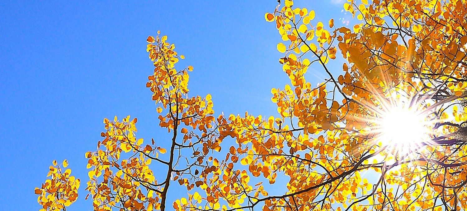 Golden autumn leaves against a bright blue sky with sunlight streaming through the branches creating a warm glow. Wild Light Studio