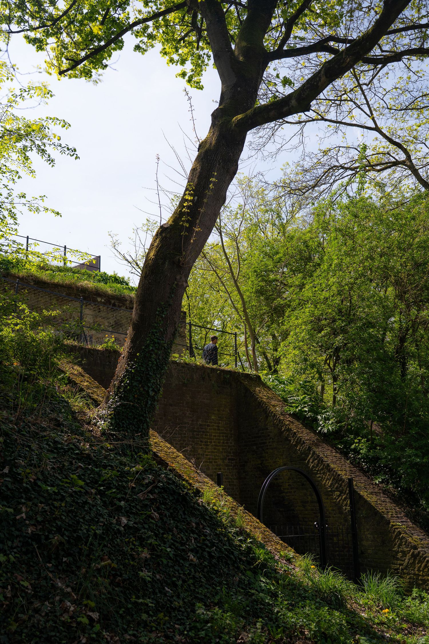 Tall tree growing beside an ancient mossy brick wall with an arched tunnel in a lush green park.